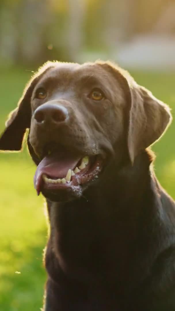 Vertikaler Video Labrador Retriever im Park — Stockvideo