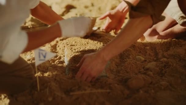 Arqueólogos Archaelogical Digging Site — Vídeo de Stock