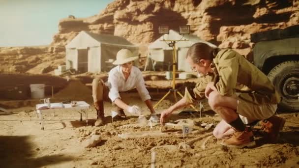 Archaelogical Digging Site Archeologis — Stock Video