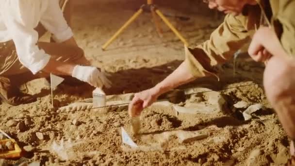 Archaelogical Digging Site Archeologists — Stok Video