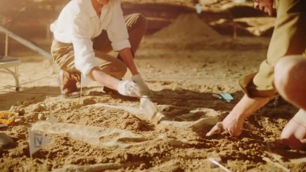 Arqueólogos Archaelogical Digging Site — Vídeo de Stock