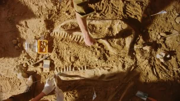 Top Down arkeologiska gräva webbplats arkeologer — Stockvideo