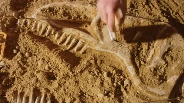 Top Down Archeologische Graven Site Archeologen — Stockvideo