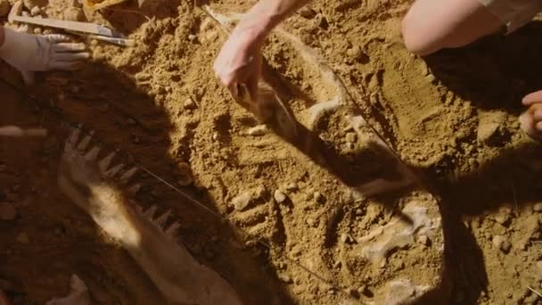 Зверху вниз археологи ділянки копання археологи — стокове відео