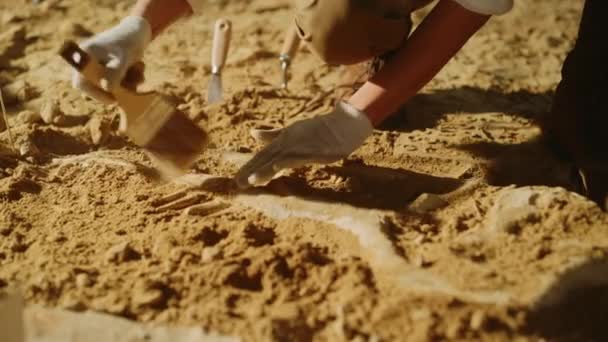Археологи археологических раскопок — стоковое видео