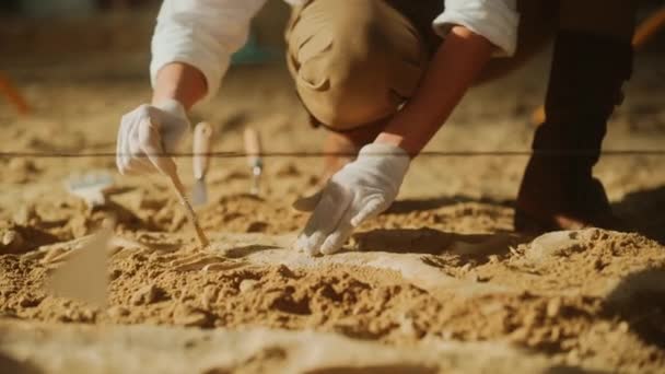Arkeologer innen arkeologisk utgraving – stockvideo