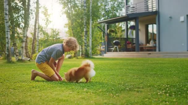 Çocuk arka bahçede sevimli Pomeranya Köpeğiyle oynuyor. — Stok video