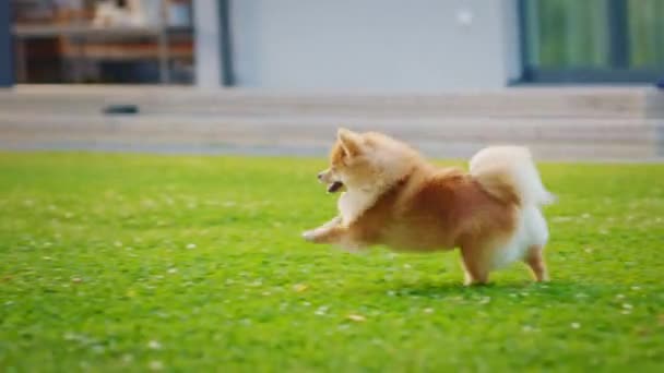Niño juega con lindo perro de Pomerania en el patio trasero — Vídeos de Stock