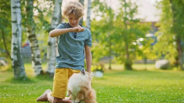 Jongen speelt met schattige Pomeranian Dog in de achtertuin — Stockvideo