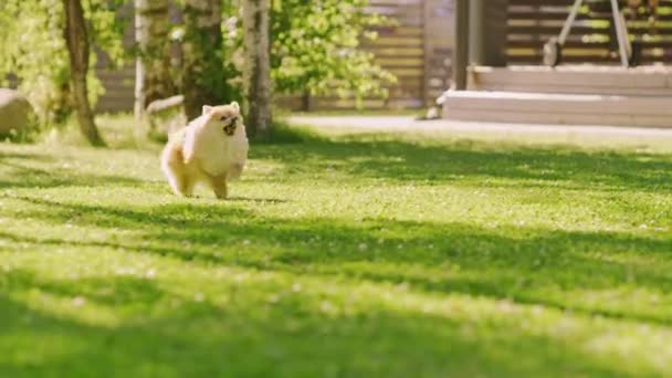 Mignon chien poméranien court dans la cour arrière — Video