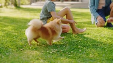 Çocuk arka bahçede sevimli Pomeranya Köpeğiyle oynuyor.