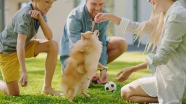 Arka bahçede şirin Pomeranya Köpeğiyle Dört Kişilik Aile Oyunları