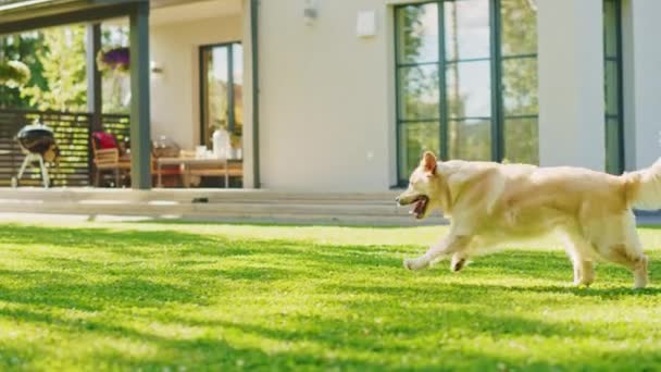 Mädchen spielt mit Golden Retriever-Hund im Hinterhof — Stockvideo