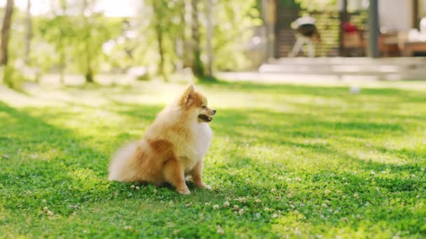 Aranyos pomerániai kutya fut a kertben — Stock videók