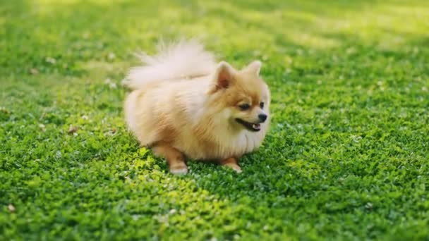 Aranyos pomerániai kutya ül a kertben — Stock videók