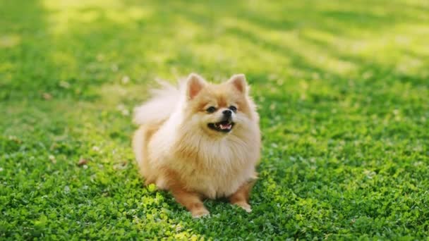 Cute Pomeranian Dog se sienta en el patio trasero — Vídeos de Stock