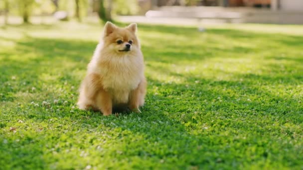 Cute Pomeranian Dog se sienta en el patio trasero — Vídeos de Stock