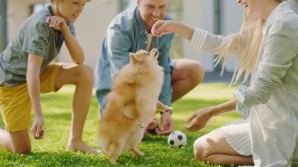 Család négy játszik aranyos pomerániai kutya a kertben — Stock videók
