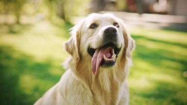 Arka bahçede Mutlu Golden Retriever Doh 'lar