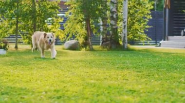 Golden Retriever Dog arka bahçede koşuyor.