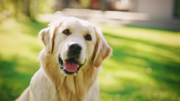 Boldog Golden Retriever Doh a kertben — Stock videók