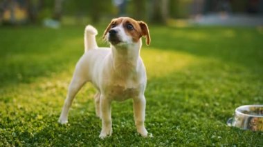 Pürüzsüz Küçük Teriyer Köpeği Dışarıda Yiyor