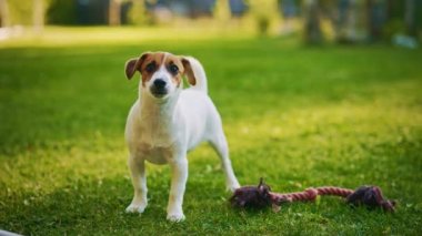 Pürüzsüz Küçük Teriyer Köpeği