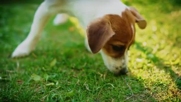 Gladde Fox Terrier Dog speelt buiten — Stockvideo