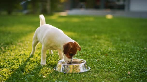 Smidig liten terrier hund äter utanför — Stockvideo
