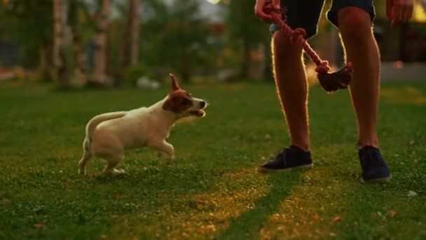 Muž hraje s hladkým Fox teriér pes venku — Stock video
