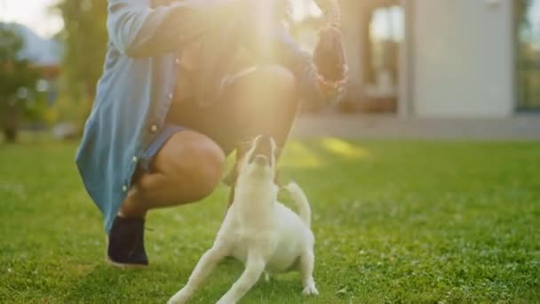 Människan leker med slät Fox Terrier Dog utanför — Stockvideo