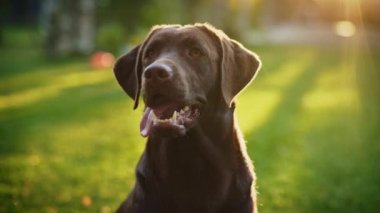 Labrador Retriver Köpeği Dışarıda