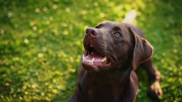 Labrador Retriver Dog Afuera — Vídeo de stock