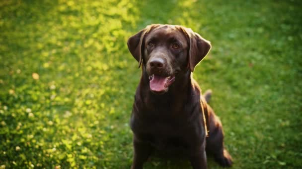 Labrador Retriver Dog Afuera — Vídeos de Stock