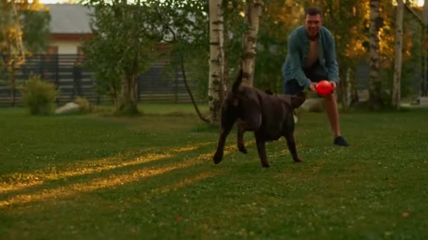 L'homme joue avec Labrador Retriever Dog dans la cour arrière — Video