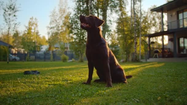 Labrador retrívr pes sedí venku — Stock video