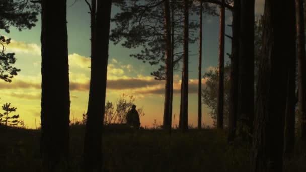 Ormanda günbatımı zaman yürüyen adam — Stok video