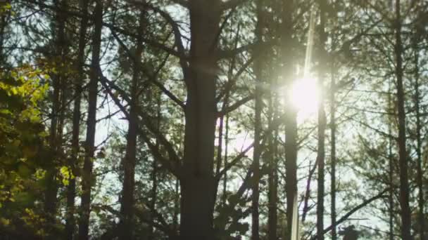 Lumière du soleil à travers les arbres dans la forêt, prise de vue dans la voiture en mouvement .