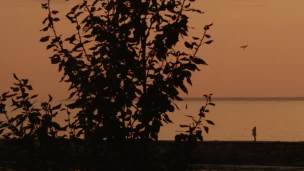 Gente en la playa al atardecer — Vídeo de stock