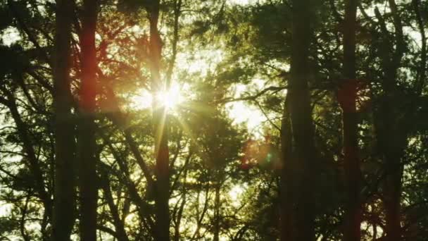 Luz solar a través de árboles en el bosque — Vídeo de stock