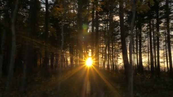 La luz del sol a través de árboles en el bosque al atardecer . — Vídeos de Stock