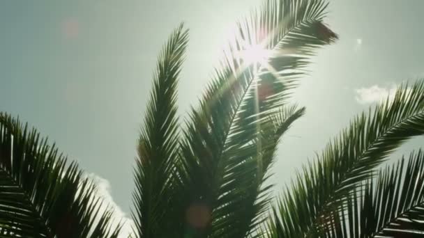 Дивлячись на сонці через пальмових дерев листя на Вечерние — стокове відео
