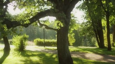 güzel kız park konumda lotus meditasyon