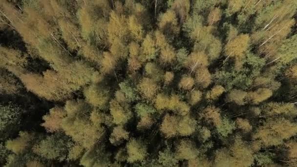 Zöld erdő légi felvétel — Stock videók