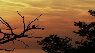 Kuş Uçuş akşam zaman başlıyor.
