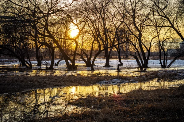 Silhouette di alberi e neve sciolta — Foto Stock