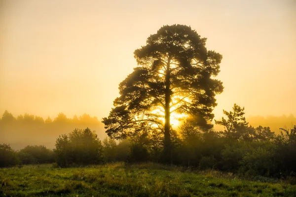 Träd i dimma i sommarmorgon — Stockfoto