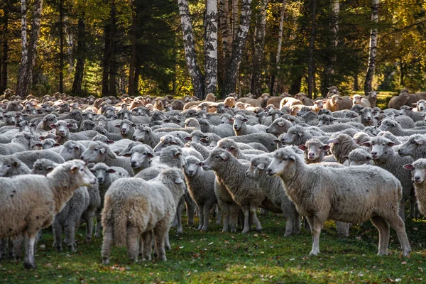 Sheep grazing near forest — Stock Photo, Image