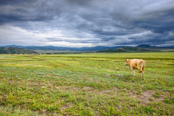 Cow and hazy sky landscape — Stock Photo, Image