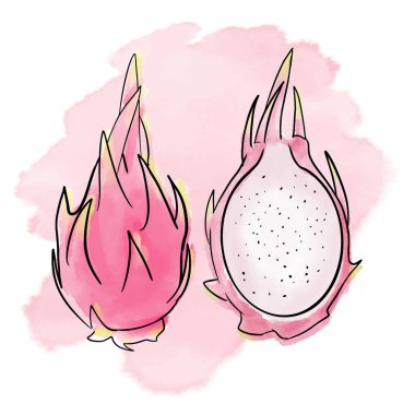 Tropik suluboya dijital ejderha meyvesi. Beyaz arkaplanda izole edilmiş bir görüntü